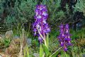 Orchis mascula subsp. ichnusae